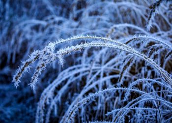 Синоптики назвали дату первых заморозков в Краснодарском крае