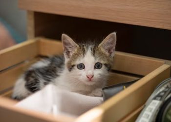 В Сети раскритиковали ветврачей из Адыгеи, отдавших обратно подброшенных котят