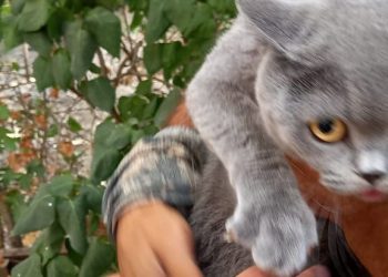 В Новороссийске спасли склонного к побегу кота