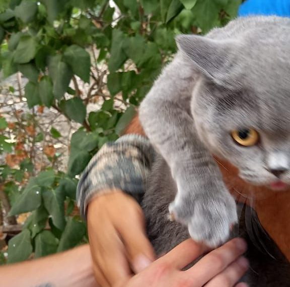 В Новороссийске спасли склонного к побегу кота