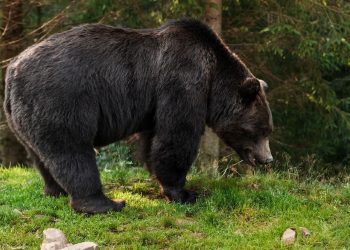 Какающий медведь-потрошитель объявился в Сочи