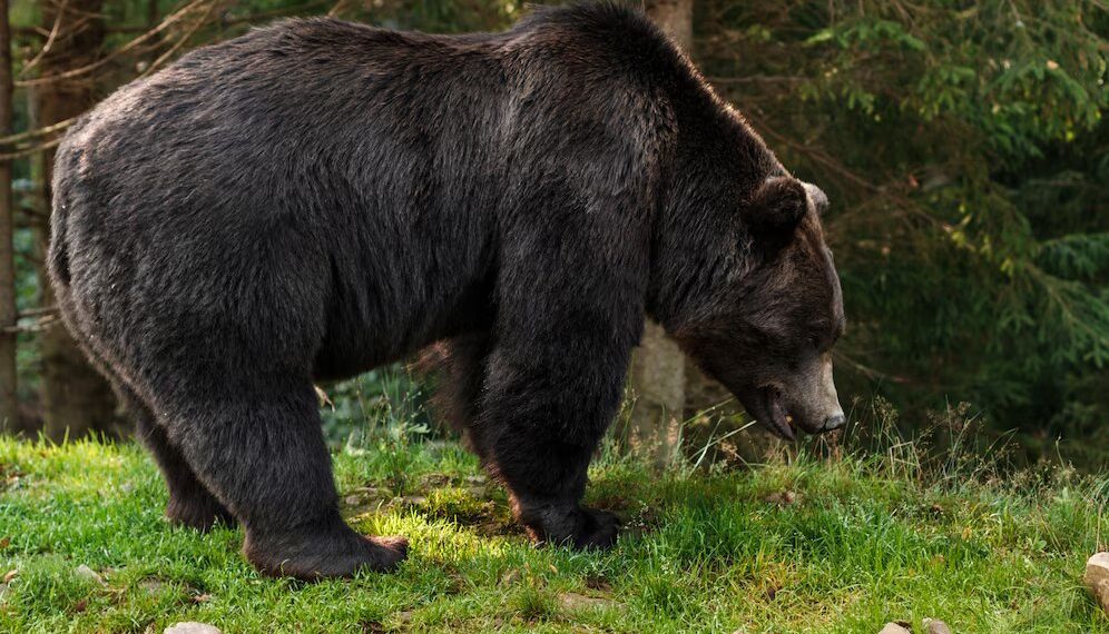 Какающий медведь-потрошитель объявился в Сочи