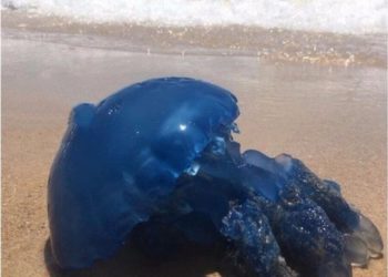 В Сочи огромная хищница-кубомедуза ошпарила отдыхающую. Жива ли она?