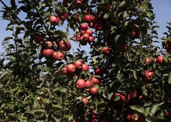 Урожай фруктов и ягод на Кубани превысил 150 тысяч тонн