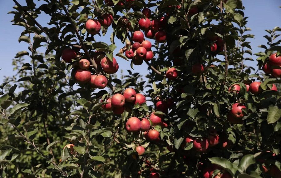 Урожай фруктов и ягод на Кубани превысил 150 тысяч тонн