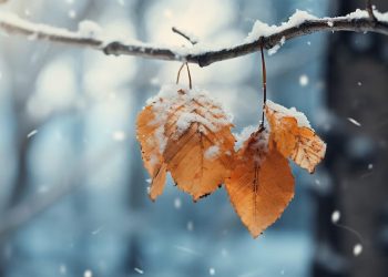 Синоптики рассказали, какой будет осень и зима в Краснодарском крае