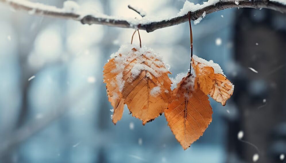 Синоптики рассказали, какой будет осень и зима в Краснодарском крае