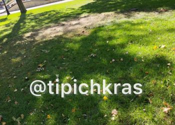 В сквере Краснодара рой ос покусал двухлетнего ребенка