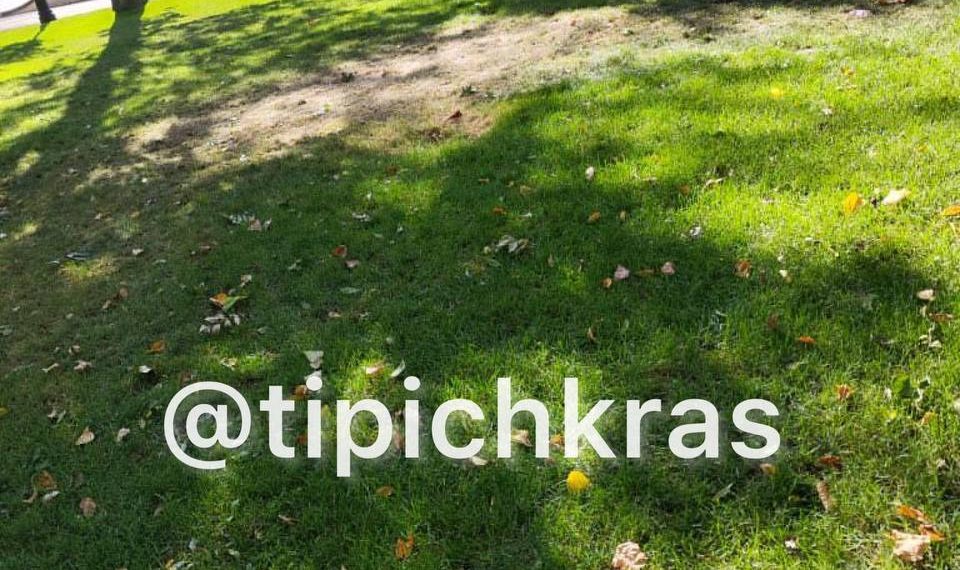 В сквере Краснодара рой ос покусал двухлетнего ребенка