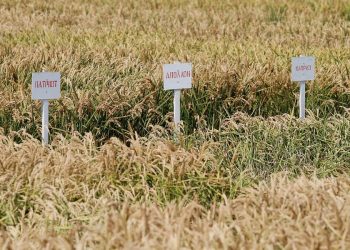 В Краснодарском крае приступили к уборке риса