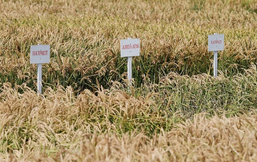 В Краснодарском крае приступили к уборке риса