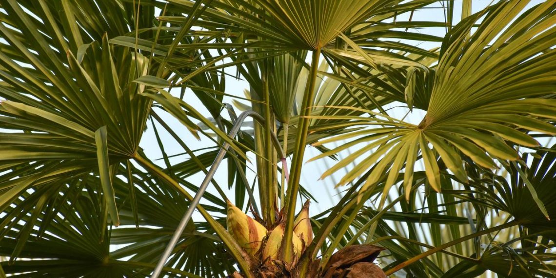 В Сочи высадят более 7,5 тысячи деревьев и кустарников в 2023 году