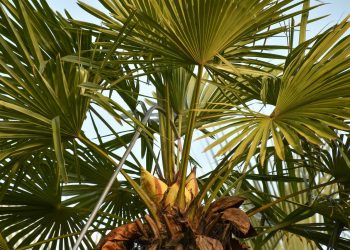 В Сочи высадят более 7,5 тысячи деревьев и кустарников в 2023 году