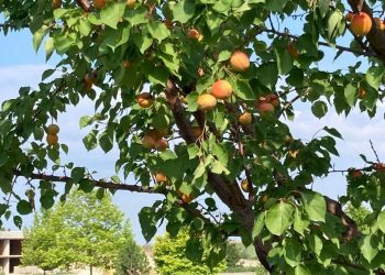 Синоптики резко изменили прогноз на неделю в Краснодарском крае