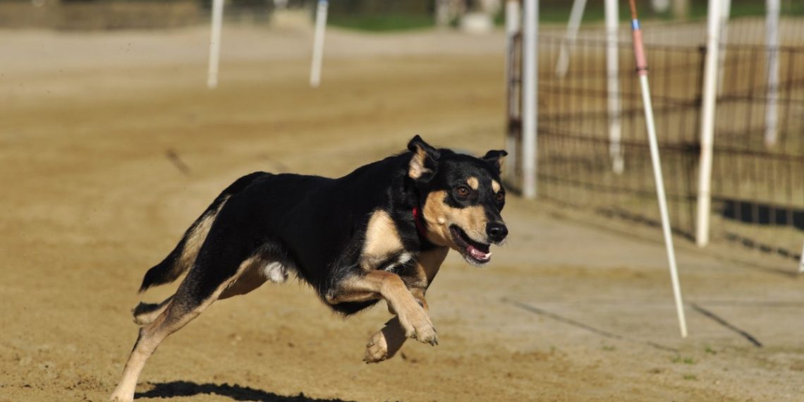 В Краснодаре мужчина зарубил собаку топором