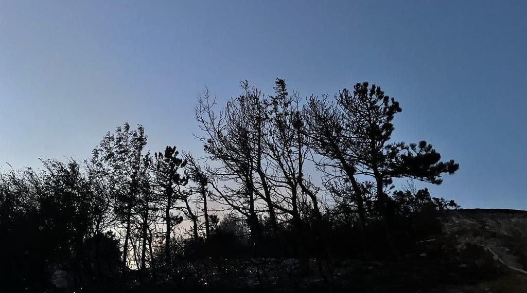 В Новороссийске ликвидировали лесной пожар площадью 1,1 гектара