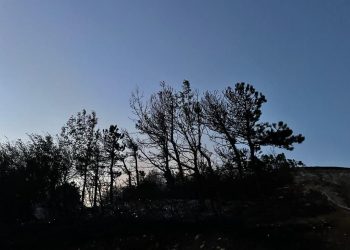 В Новороссийске ликвидировали лесной пожар площадью 1,1 гектара