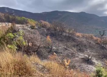 Кондратьев: на восстановление леса в Геленджике уйдут десятилетия