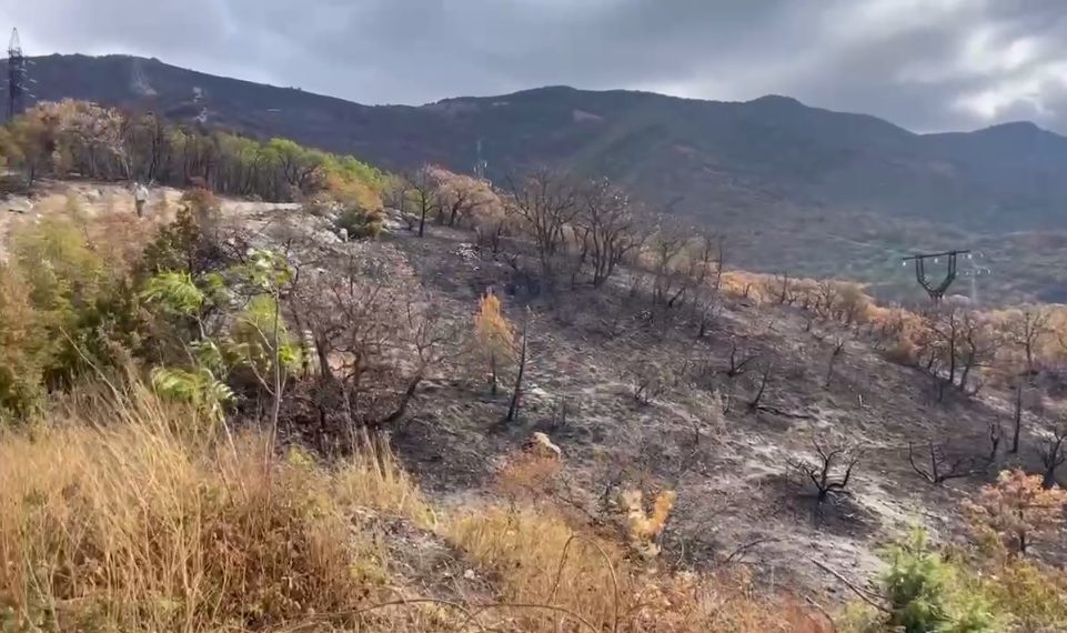 Кондратьев: на восстановление леса в Геленджике уйдут десятилетия