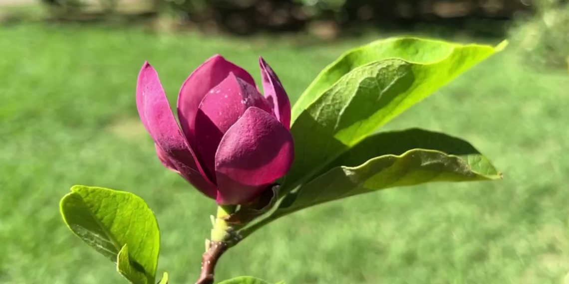 В Сочи и Краснодаре 20 сентября зацвела магнолия Суланжа