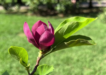 В Сочи и Краснодаре 20 сентября зацвела магнолия Суланжа