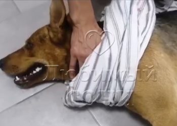 В Сочи неизвестные отравили сразу трех собак