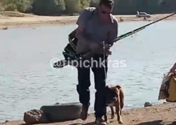 В Краснодаре пес на глазах у хозяина разорвал мужчине живот