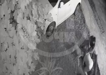 В Сочи три собаки напали на женщину и оторвали ей ухо