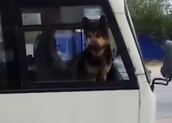 В Ростовской области пес взял в заложники пассажирский автобус