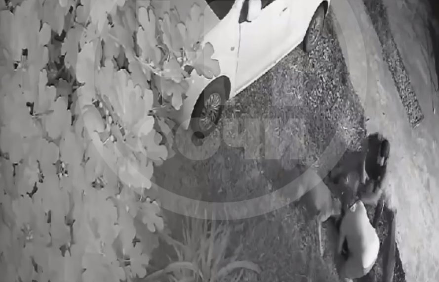 В Сочи три собаки напали на женщину и оторвали ей ухо