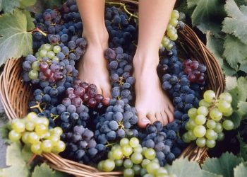 На Кубани ищут бесплатную рабочую силу для топтания винограда