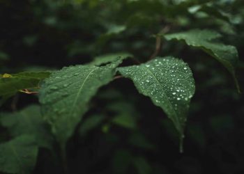 Синоптик Леус предрек Краснодарскому краю циклоническую депрессию