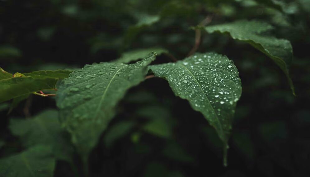 Синоптик Леус предрек Краснодарскому краю циклоническую депрессию