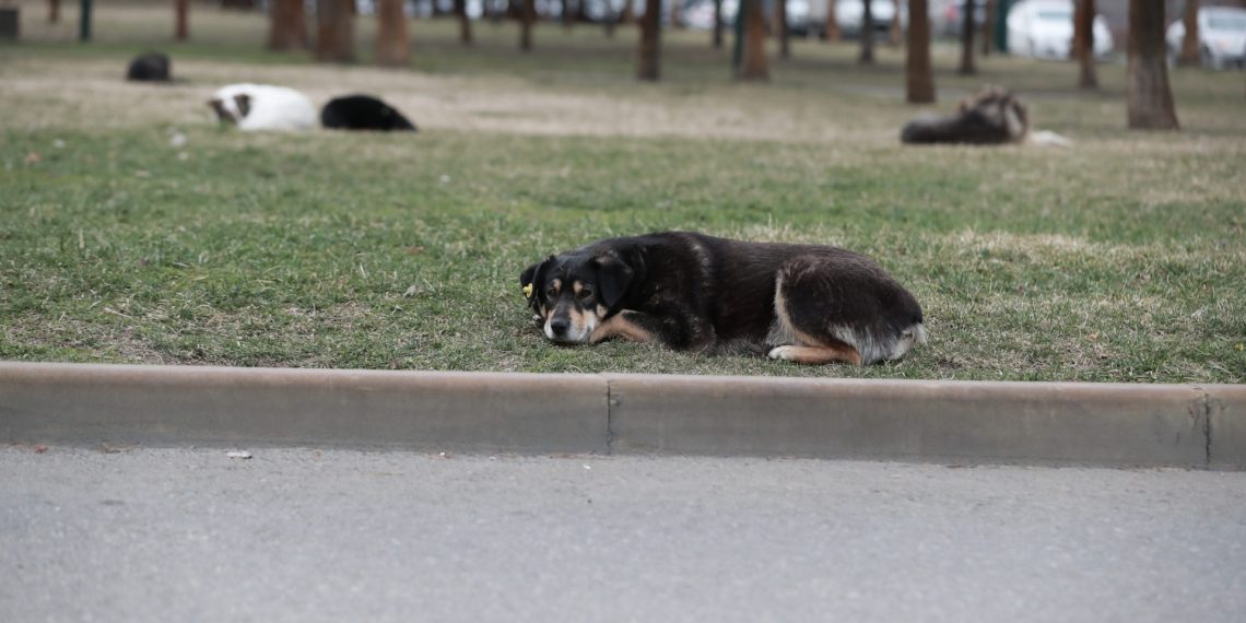 В Краснодаре начали строить приют для бездомных животных
