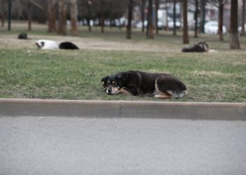 В Краснодаре начали строить приют для бездомных животных
