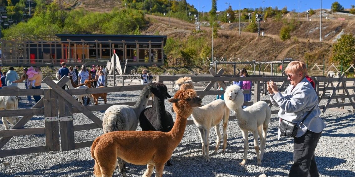 Парк альпак «Пача Мама» на «Роза Хутор» принял более 14 тысяч гостей