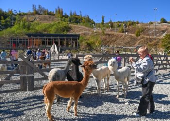 Парк альпак «Пача Мама» на «Роза Хутор» принял более 14 тысяч гостей