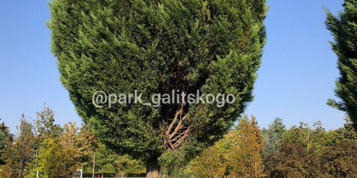 В Краснодаре разыскивают парня, сломавшего дерево в парке Галицкого