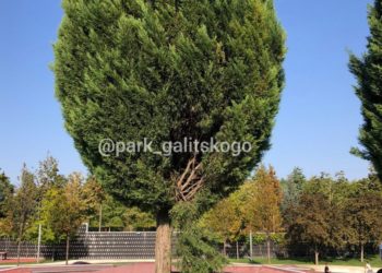 В Краснодаре разыскивают парня, сломавшего дерево в парке Галицкого