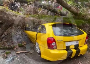 В Сочи огромное дерево раздавило легковушку