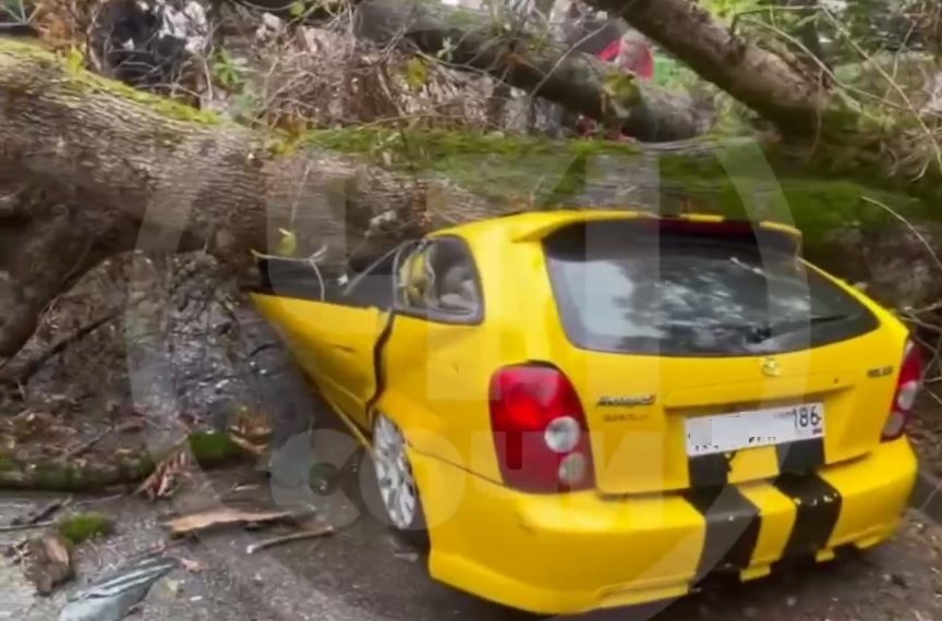 В Сочи огромное дерево раздавило легковушку