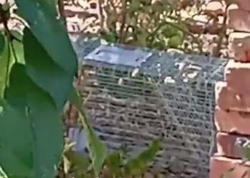 Краснодарец ловит на улицах кошек и вывозит их в неизвестном направлении