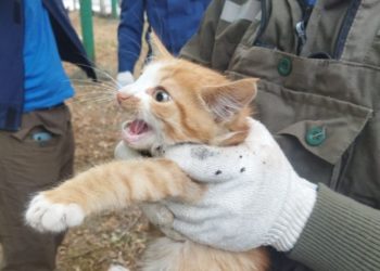 В Новороссийске котенок трое суток просидел на дереве