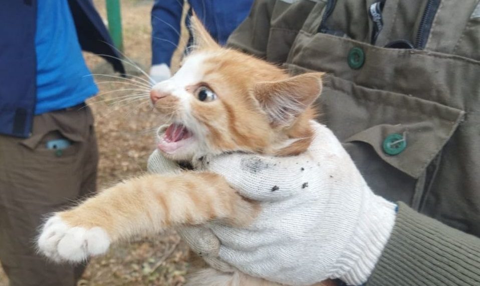 В Новороссийске котенок трое суток просидел на дереве