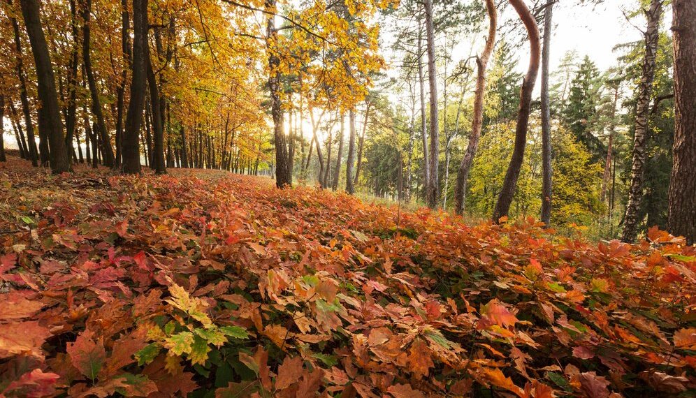 «Погода в выходные нанесет удар в спину». Синоптики сказали, к чему готовиться