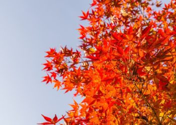 Синоптики резко изменили прогноз о похолодании в Краснодарском крае