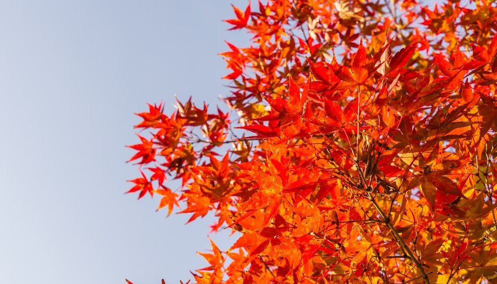 Синоптики резко изменили прогноз о похолодании в Краснодарском крае