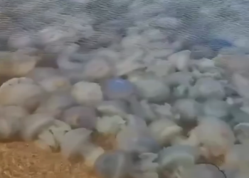 В Азовском море отдыхающие зафиксировали нашествие медуз