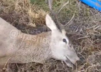 На Кубани собираются завести дело об убийстве оленя