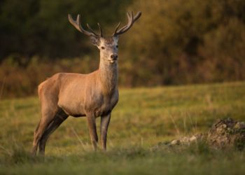 В Краснодарском крае благородный олень напал на двух неблагородных оленей